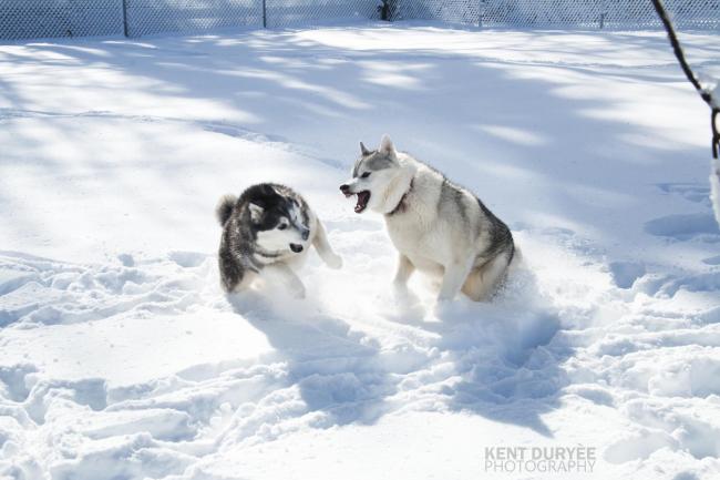 Maya and Odin in Early April Snow 04-01-2023