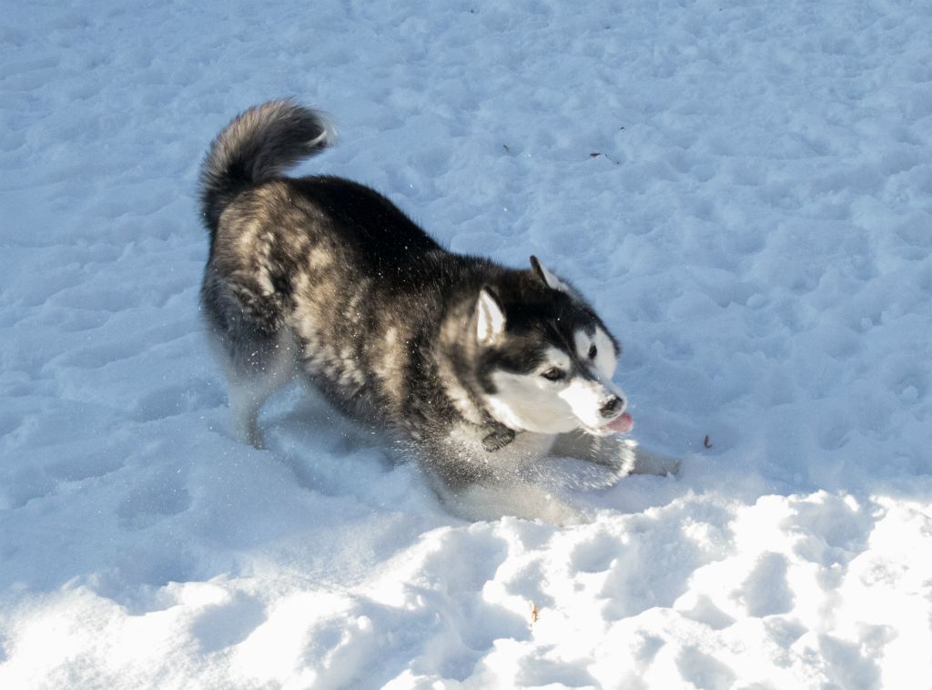 Playing in the snow...