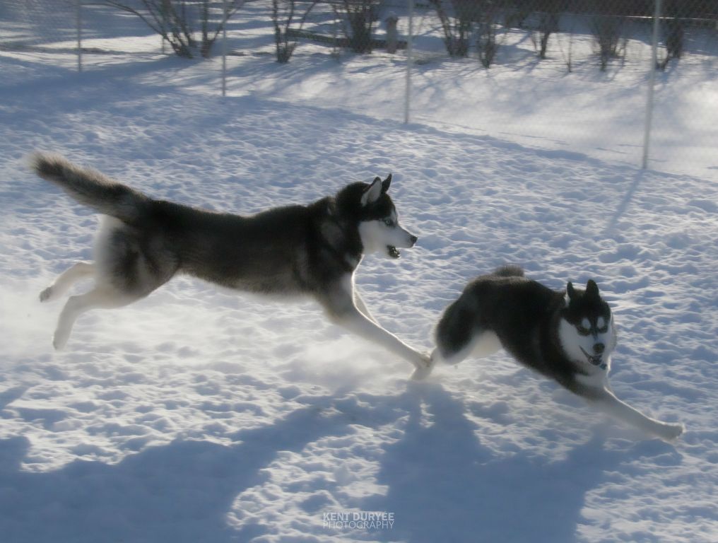 Flying across the snow