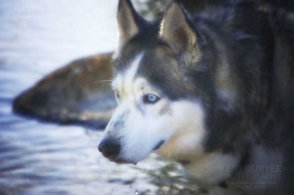 Drinking from a creek on a hot day - Tucson, AZ