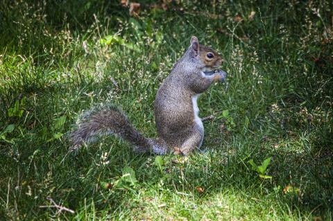 Squirrel taken with Nikon D-40